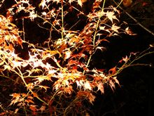 紅葉の新穂高 【ライトアップ編】