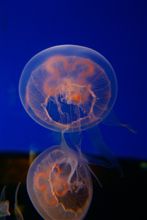 水族館はパラダイスな野田