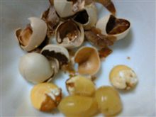 秋の味覚。。。おひとつ、いかが！？　（笑）