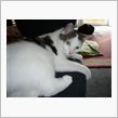 今日からハンガリー出張。