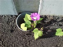 ど根性 Ｐａｒｔ ２