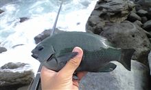 メジナ釣り in 東伊豆・赤沢のゴロタ