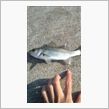 釣り結果☆