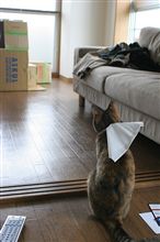 「 つれづれくるり 」