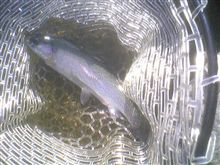 オハヨーです♪ オハヨーです♪
