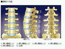 ヘルニア・・・「突出」と言う意味