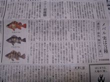 アカメバル！？クロメバル！？シロメバル！？