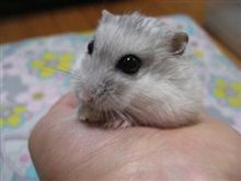 さよなら・・・。