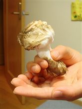 ダマされた～～！！