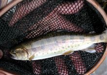 釣りに行き鱒！