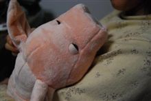 snoring pig（いびき豚）