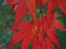紅葉を見てきたんだ♪