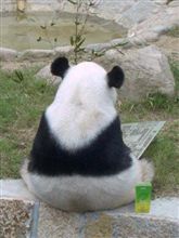 熊猫党出る？