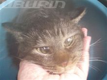 mochaしゃんは、お風呂が大好き♪