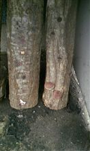 【自家栽培】しいたけ第３弾＾＾