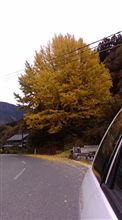 まっ黄っ黄 まっ黄っ黄