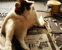 最近のミュゥ君♪