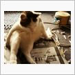 最近のミュゥ君♪