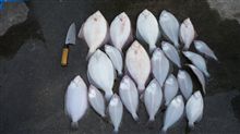 カレイ釣り..絶好調