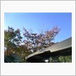 京都ランチオフします♪