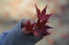 綺麗だなぁー