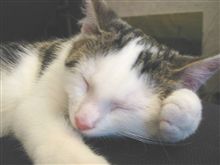 ミニノート、問題無しで使えるね♪