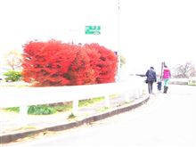 モミジに映える！