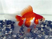 ☆まだまだ続く、今日は金魚の日☆