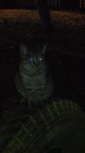 猫～ｗ