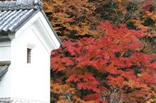 紅葉ドライブ
