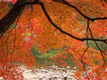 久々の休暇～香嵐渓の紅葉～