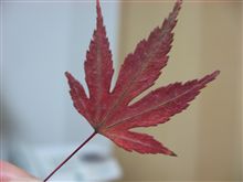 紅葉と滝