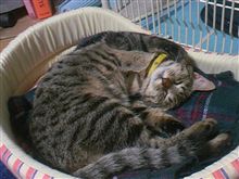 猫はストーブの前で♪