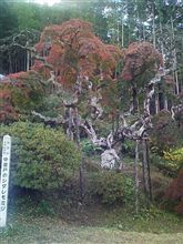 天然記念物②シダレモミジ