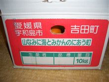 宇和島の吉田みかん