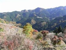 城峰公園　冬桜