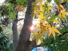 紅葉