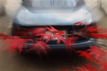 黄葉・紅葉・高揚↑