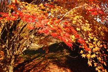 平日の紅葉狩りは、じいさんばあさんばっかり。
