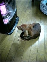 今日のラム