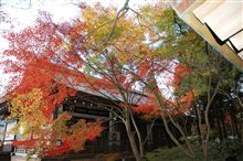 京都へ紅葉を見に・・・