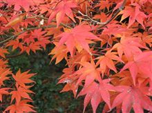 宇治川ラインから京都市内へ･･･紅葉･夜景ドライブ