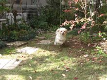 今日のワンコ