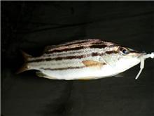 この魚は何でしょう？