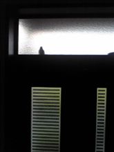 早朝の訪問者（笑）