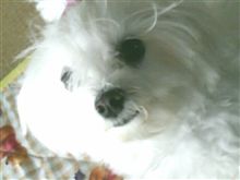 うちのワンコ