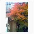 紅葉が綺麗