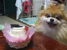 たまに犬ネタ