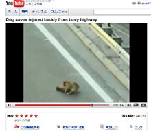 救助犬