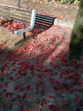 紅葉も...